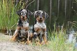 BEAUCERON - PUPPIES 097